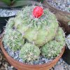 Echinocactus_ texensis